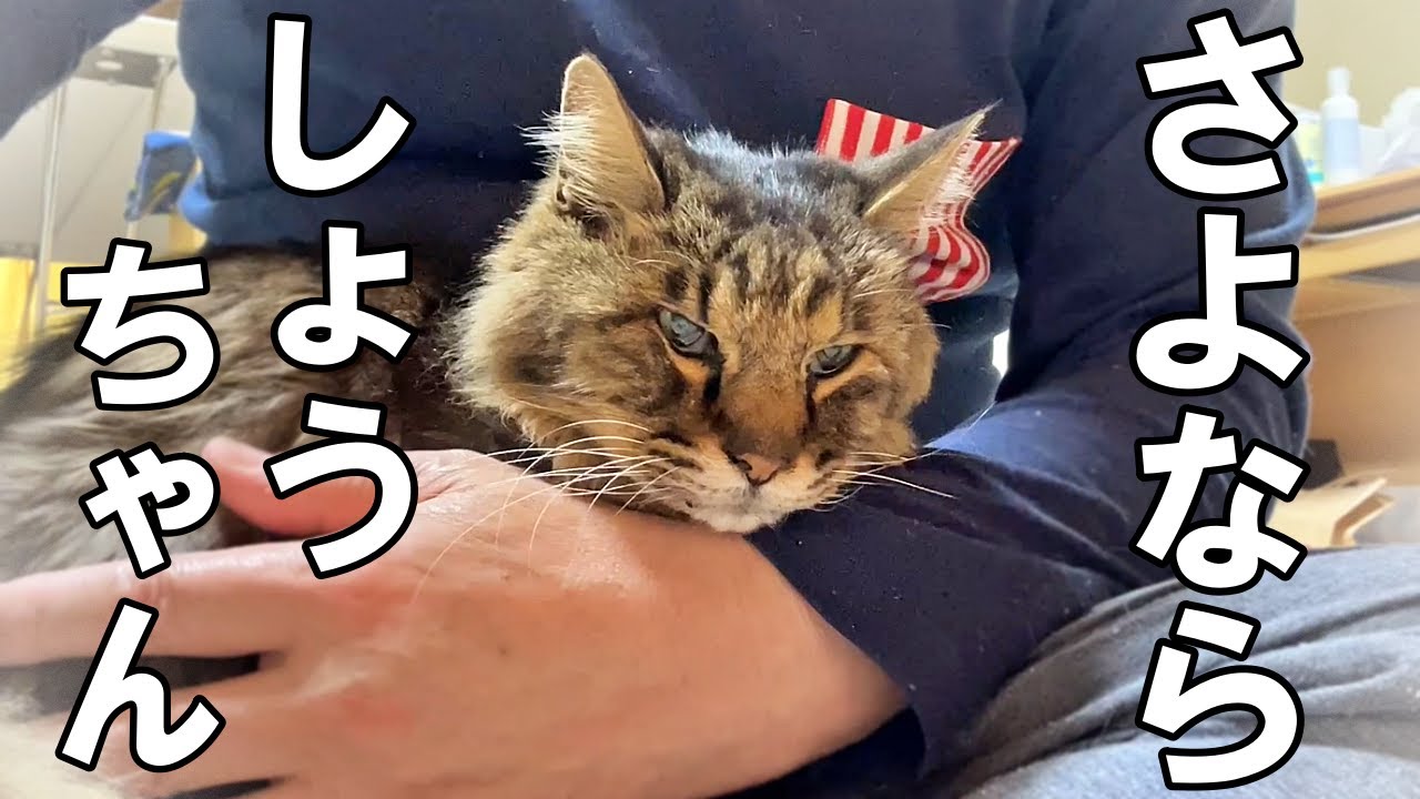 さよならしょうちゃん‥ボルちゃんの視線の先にはいつもしょうちゃんがいました【保護猫・老猫】