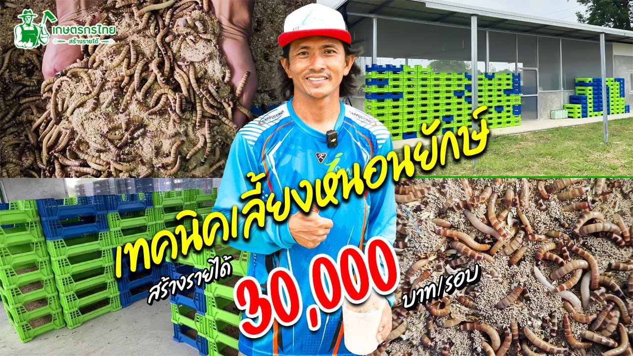เทคนิคการเลี้ยงหนอนยักษ์แบบละเอียด ตั้งแต่ต้นจนสร้างรายได้เดือนละ 30,000 บาท #หนอน #หนอนยักษ์
