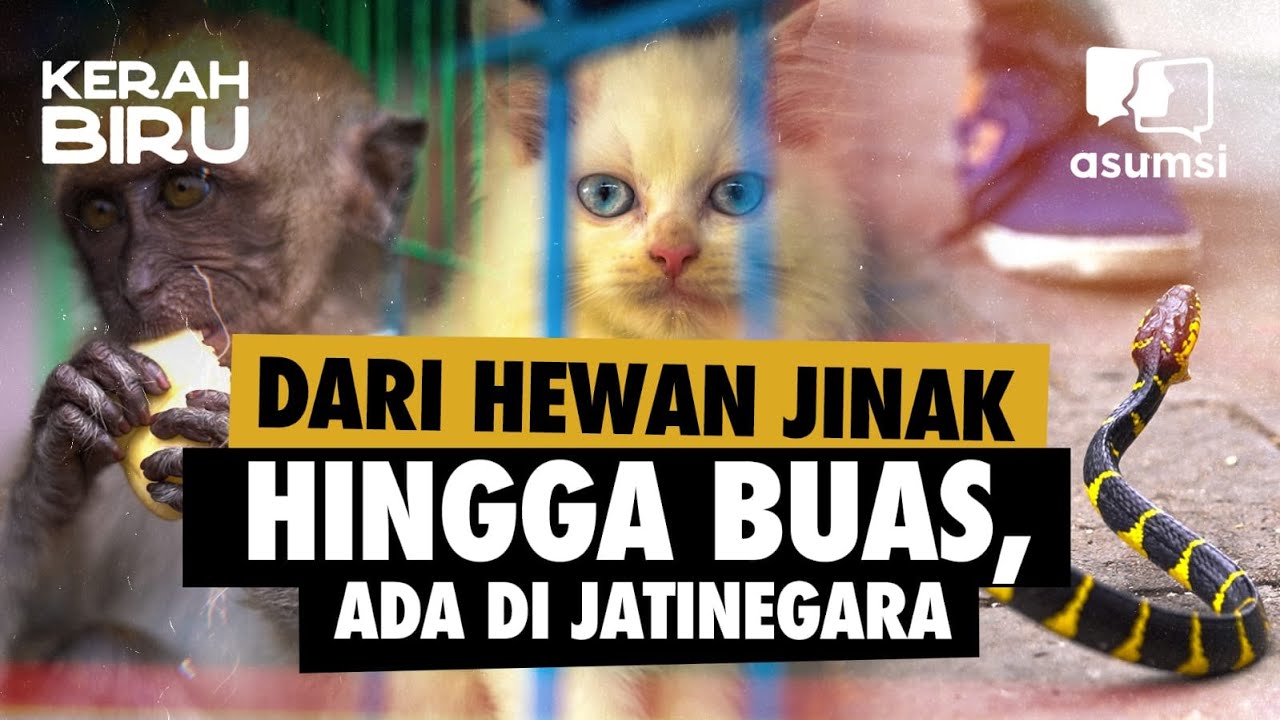 Kerah Biru: Penjual Hewan di Jatinegara Takut Jual Hewan Ilegal
