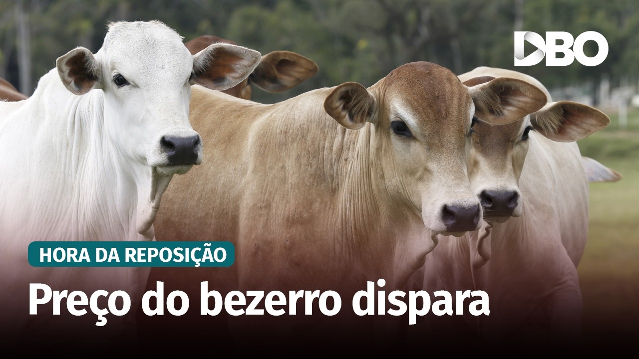Bezerro chega a R$ 3.200 no Brasil Central e disputa na reposição aumenta