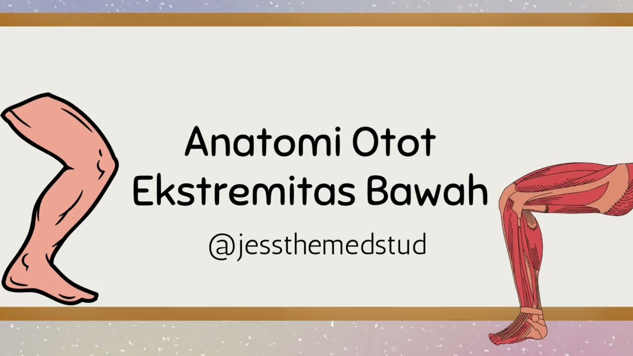 Anatomi Otot Ekstremitas Bawah