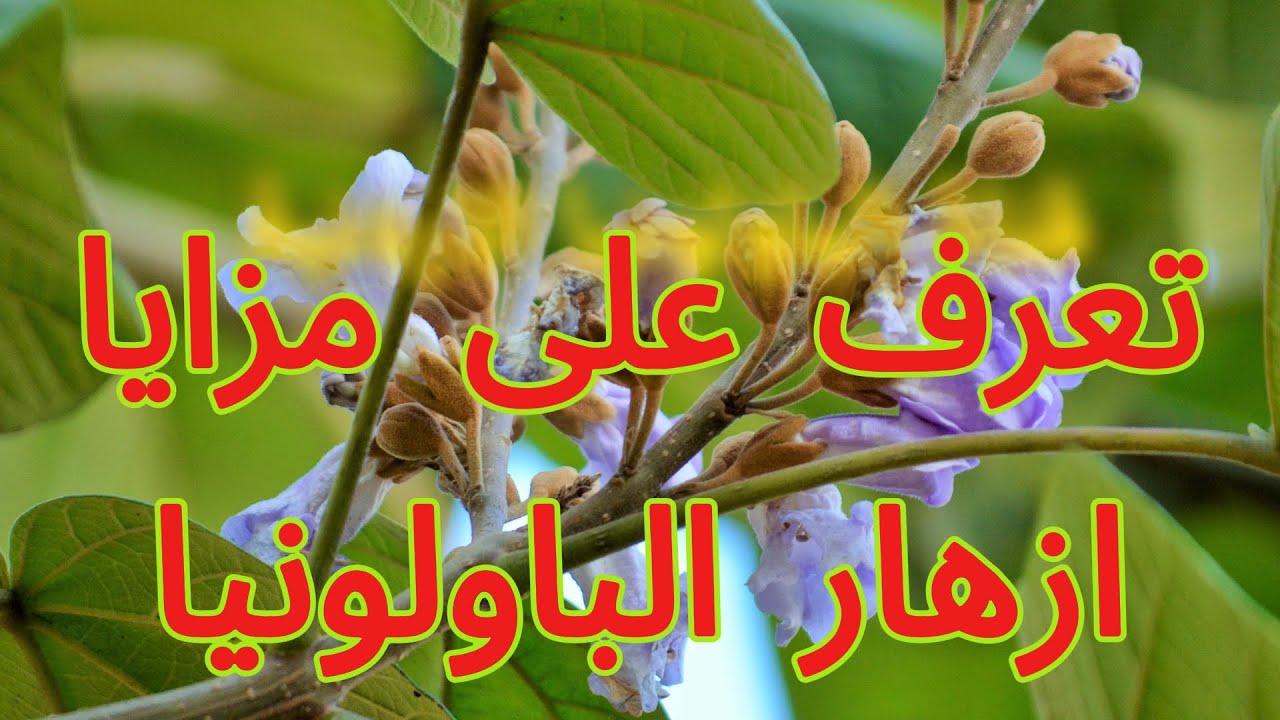 #الباولونيا_الاردنية  تعرف على مزايا ازهار الباولونيا