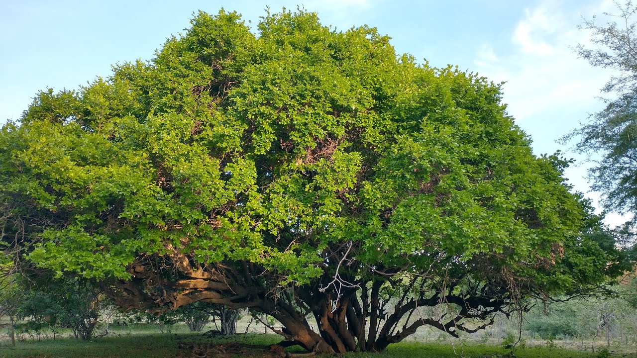 AS ÁRVORES MAIS ANTIGAS DA CAATINGA!