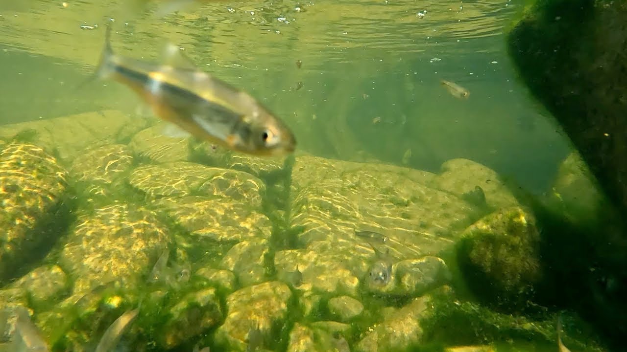 Релакс и Отдых. Подводные Звуки и Виды Горной Реки с Рыбками.