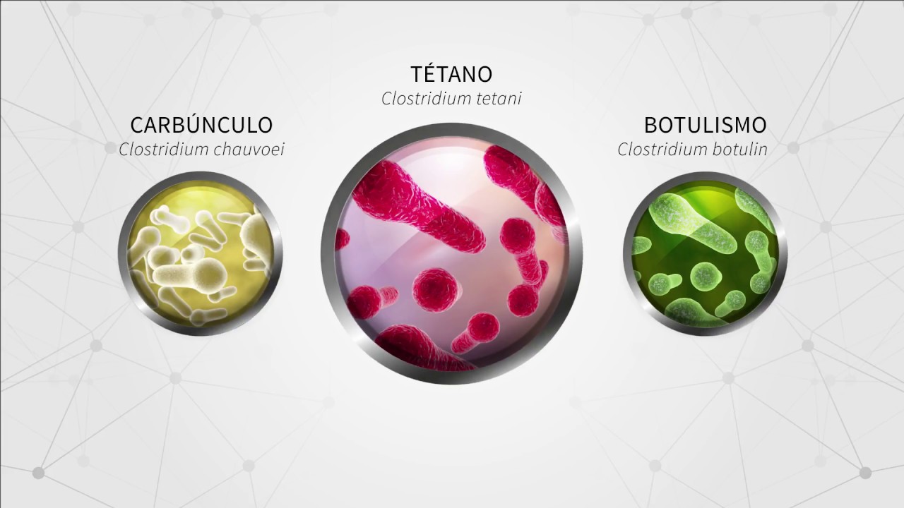 T&Eacute;TANO | TRATAMENTO PARA ANIMAIS