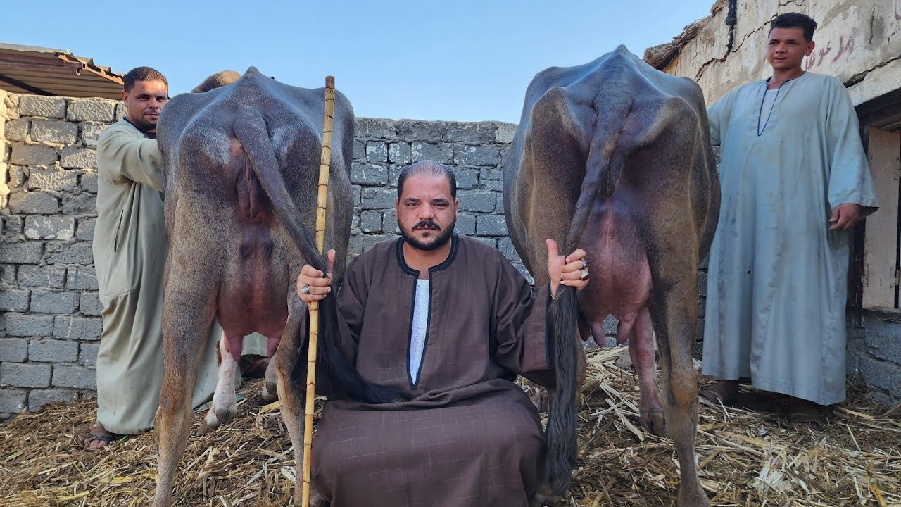ده الجموس اللي هينط من على ثور المزرعه بنزينات جموس والد حلاب فلاحي أكبر زلزال وانخفاض في مصر 