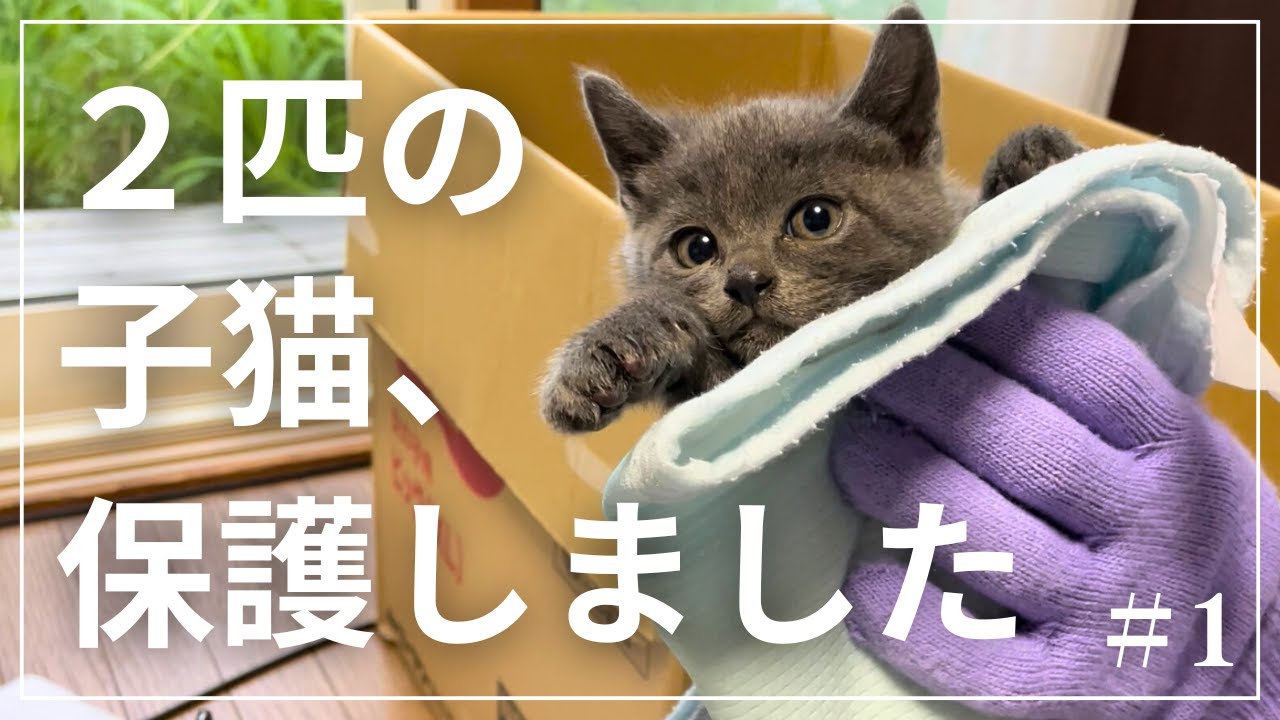 ２匹の子猫、保護しました。#1