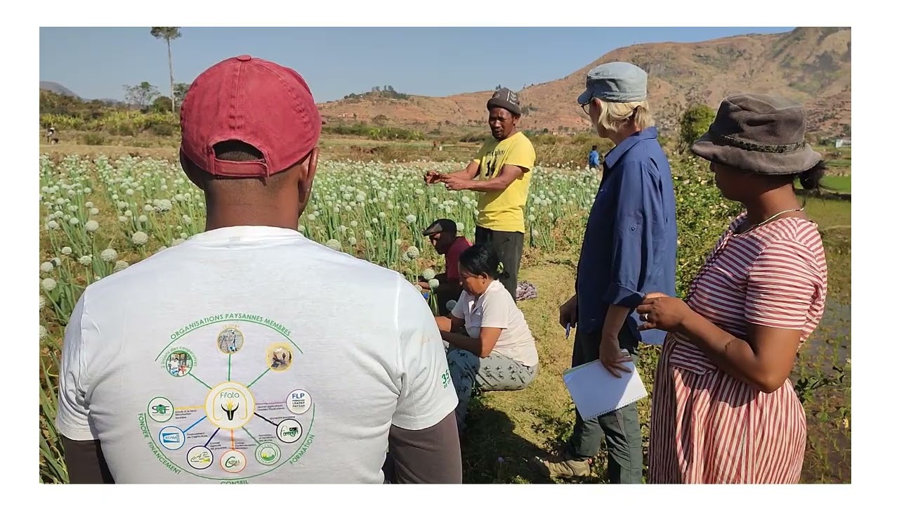 Production de semences maraîchères Groupe Fifata