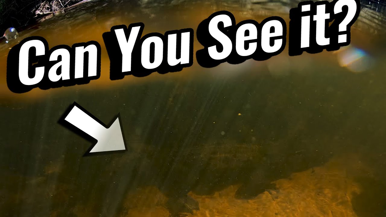 Alligator interrupts Fossil Hunting