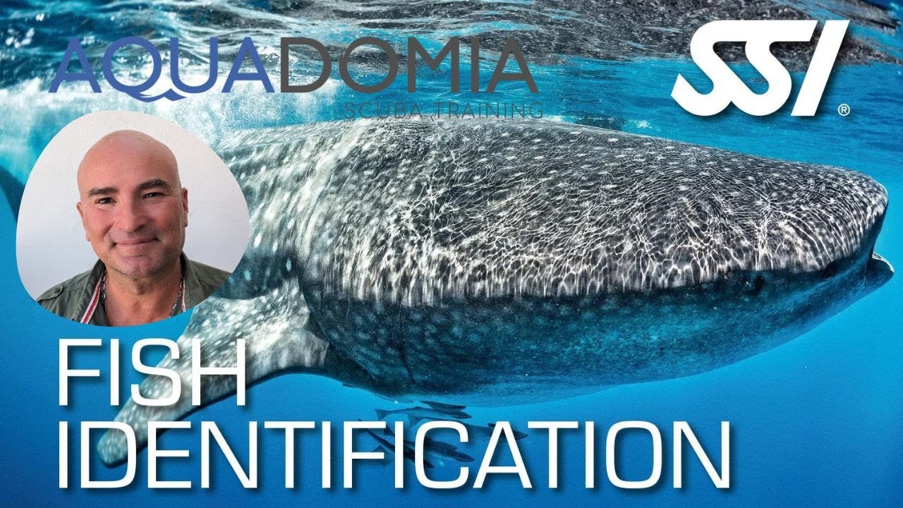 Identification des poissons en plongée - Formation écologie SSI / Mention B