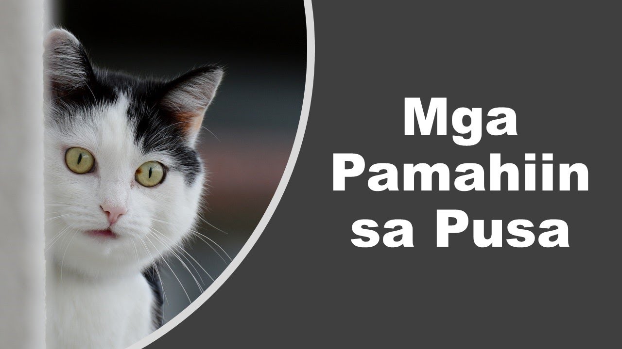 13 Mga Pamahiin at Paniniwala Tungkol sa mga Pusa