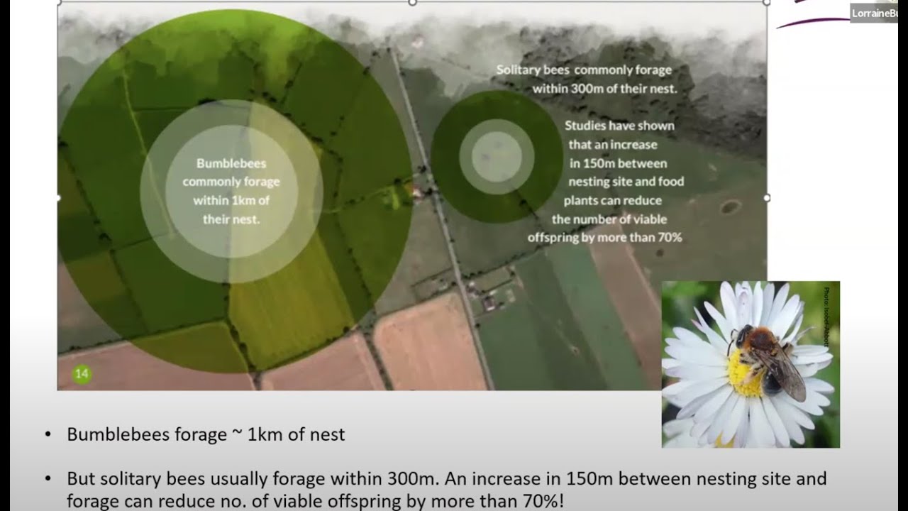 ILI Webinar | Ecological Corridors: from the city to the sea by Lorraine Bull