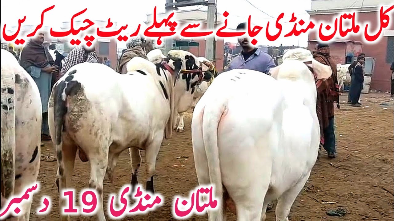 Multan Cattle Market 2025 | Sahiwal & Cholistani Bachre Rates Full Update | Global Village Farming 