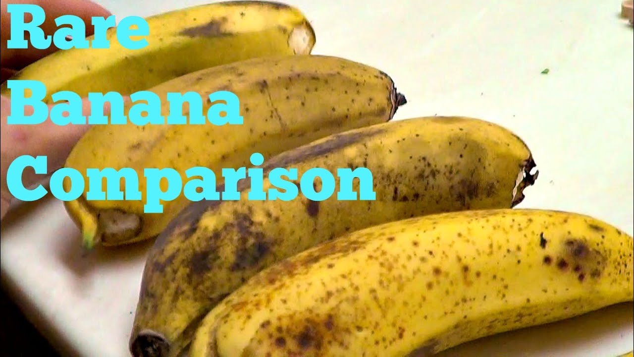 Rare Banana Comparison - Weird Fruit Explorer - Ep 74