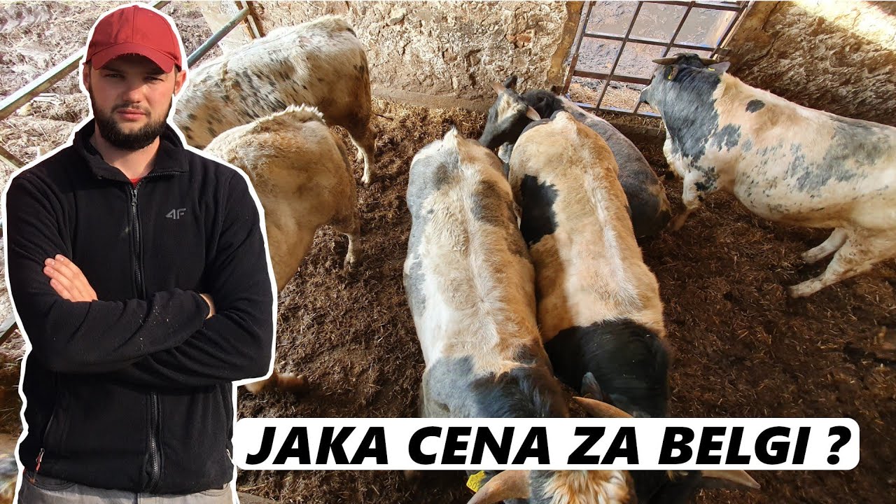 CAŁA PRAWDA O BELGACH czyli  SPRZEDAŻ BYDŁA