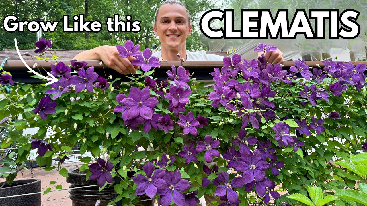 CLEMATIS - How to Grow Lots of Flowers - Training Vines Tutorial