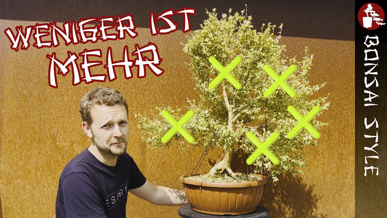 Ein 'eleganter' Buchs-Baum | #086 Bonsai Style