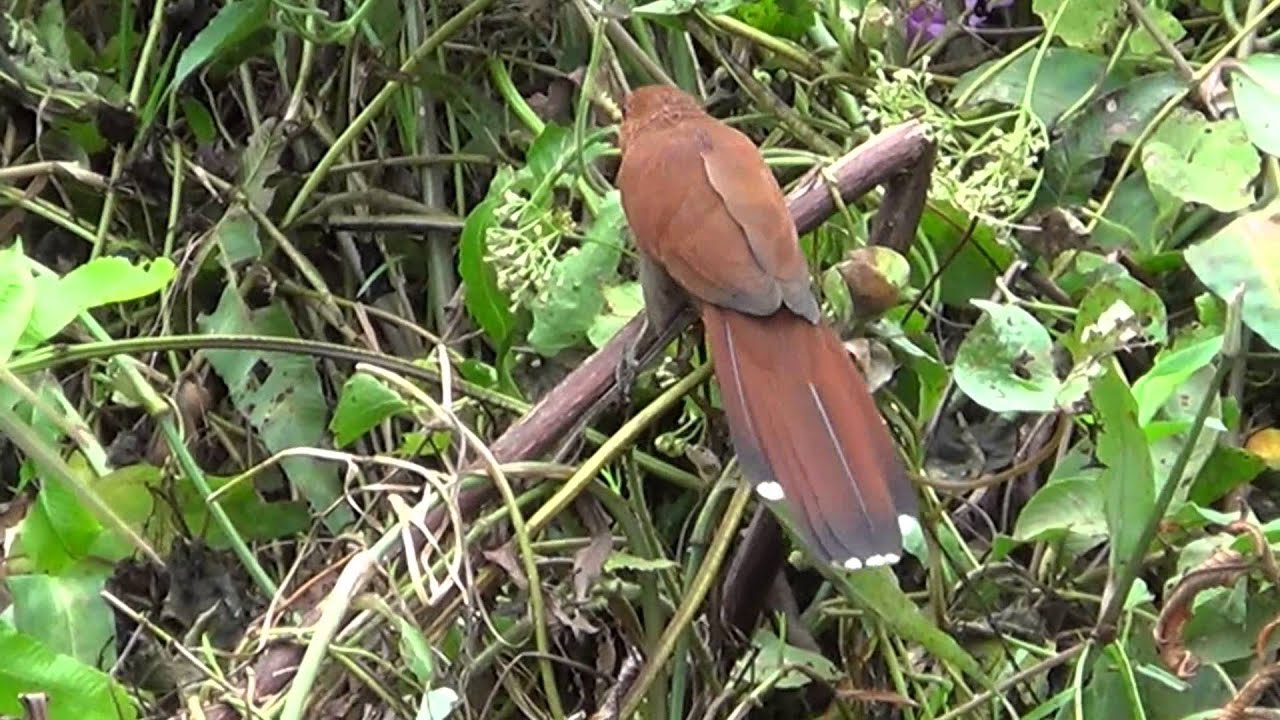 SQUIRREL CUCKOO free in the wild (PIAYA CAYANA), ALMA-DE-GATO, RABO-DE-PALHA, TINCO&Atilde;.