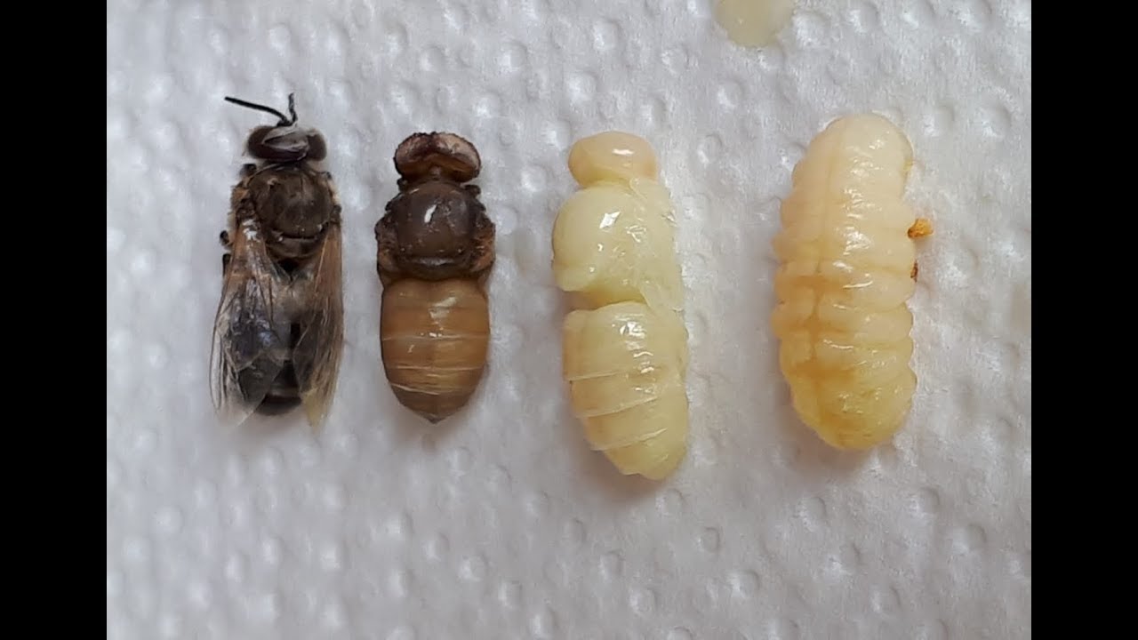 28.04.2019 Varroakontrolle im Drohnenschnitt