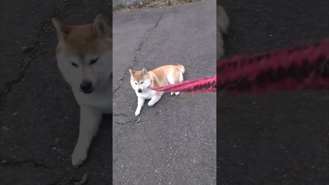 待ちくたびれてウロウロする♂と引っ張られても動かない♀柴犬 #Shorts