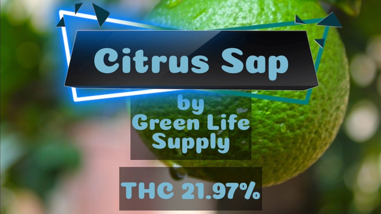 Citrus Sap Strain Review