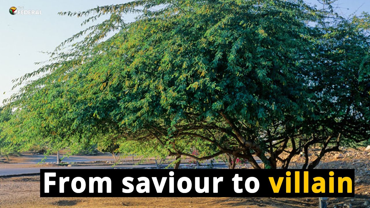 The plant being hunted down in Tamil Nadu | The Federal