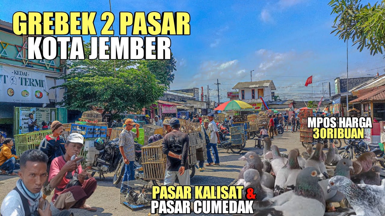 🛑PASTI NGILER LIHAT INI GREBEK PASAR BERBURU MERPATI POS RACING #roni_id