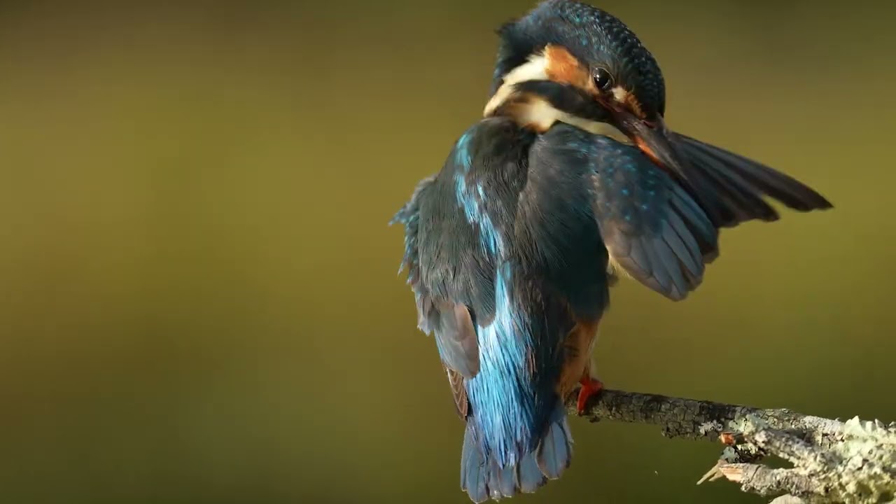 Urdaibaiko Biosfera Erreserba: Hezeguneen Nazioarteko Eguna / World Wetlands Day