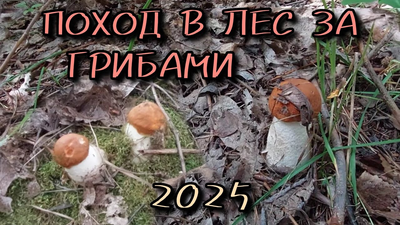 Поход в лес за грибами 06.07.2025 г