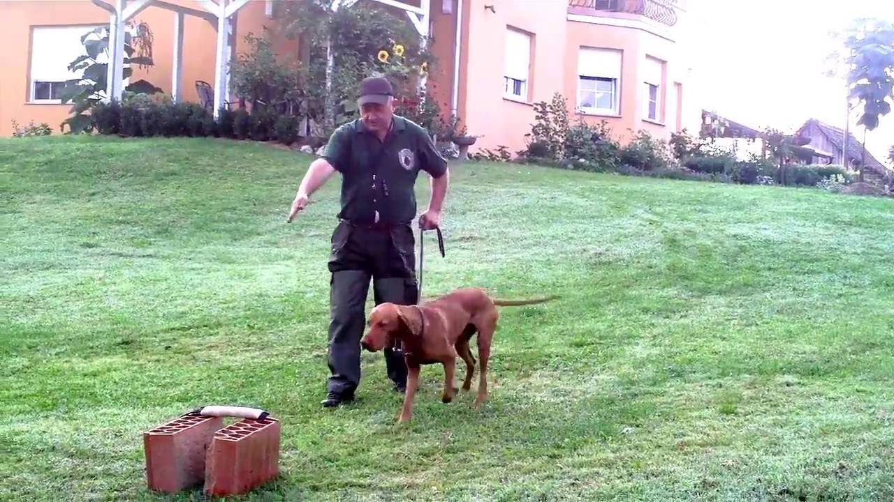 PRIPREME  ZA  APORTIRANJE  DIVLJAČI  -PRVI DIO