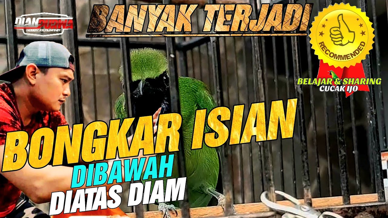 BANYAK TERJADI❗ATASI CUCAK IJO SDH  BONGKAR ISIAN DIBAWAH DIATAS BANYAK FAKTOR MASALAH ||KICAUMANIA
