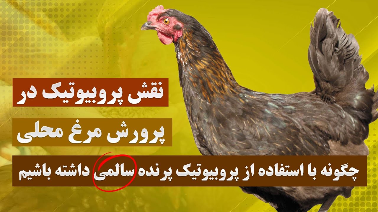 نقش پروبیوتیک در پرورش مرغ محلی | چگونه با استفاده از پروبیوتیک پرنده سالمی داشته باشیم