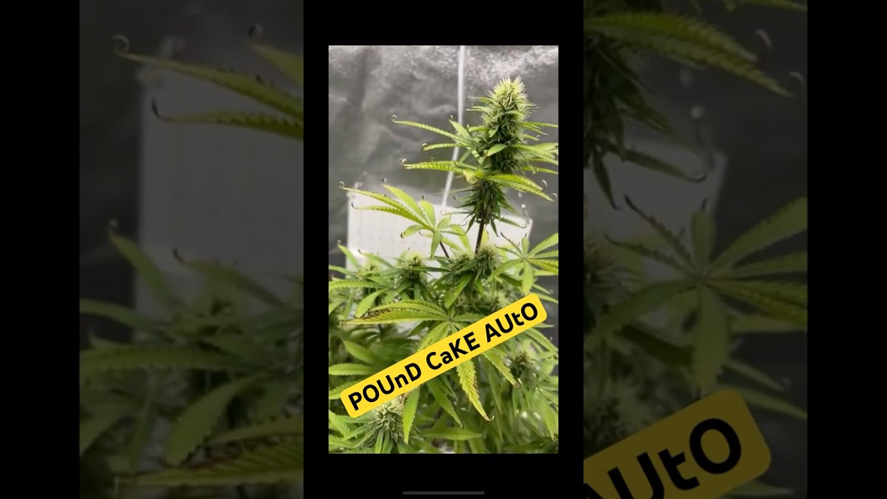 POunD CAKE AUTo!!! (FASTBUDS #3)