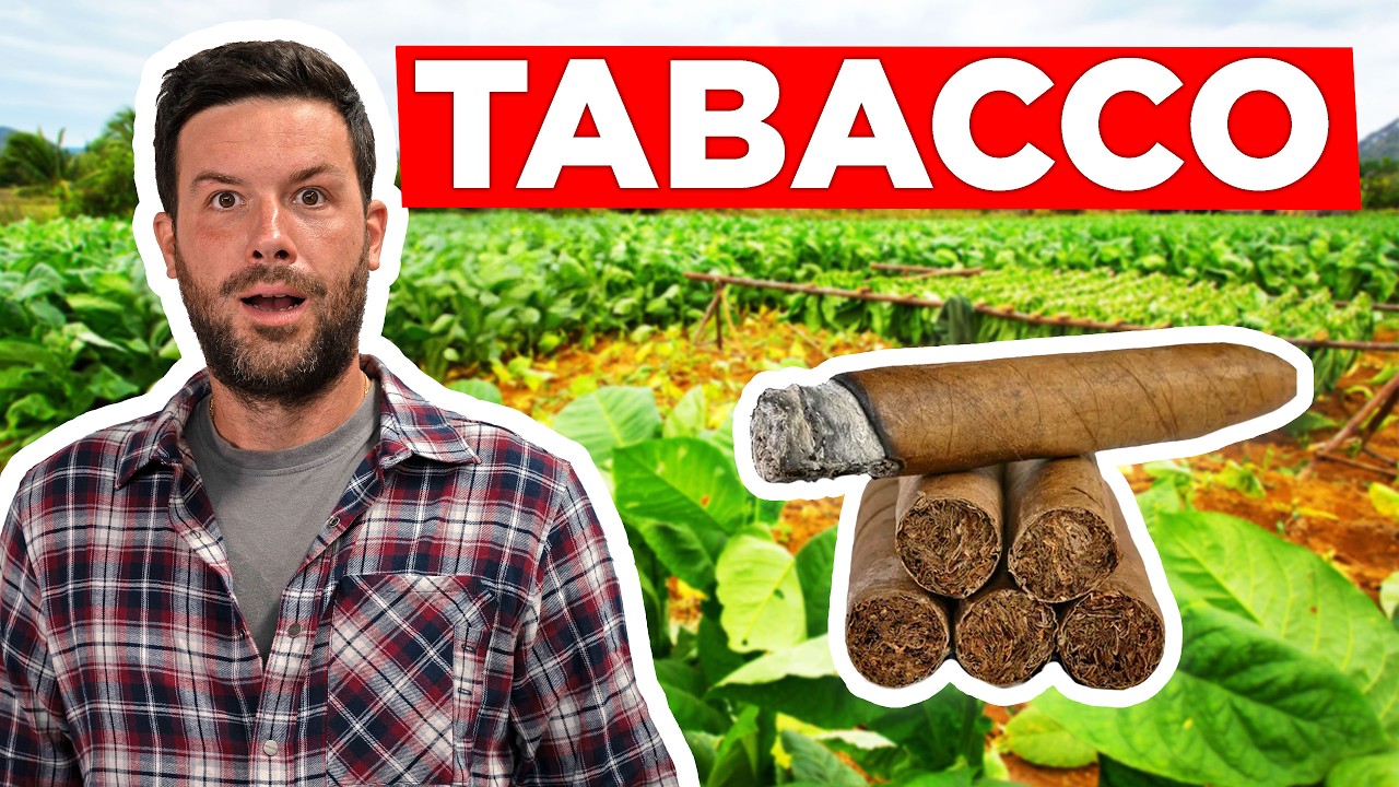 Semino il TABACCO per SIGARI in giardino: obiettivo 500 foglie 🌿