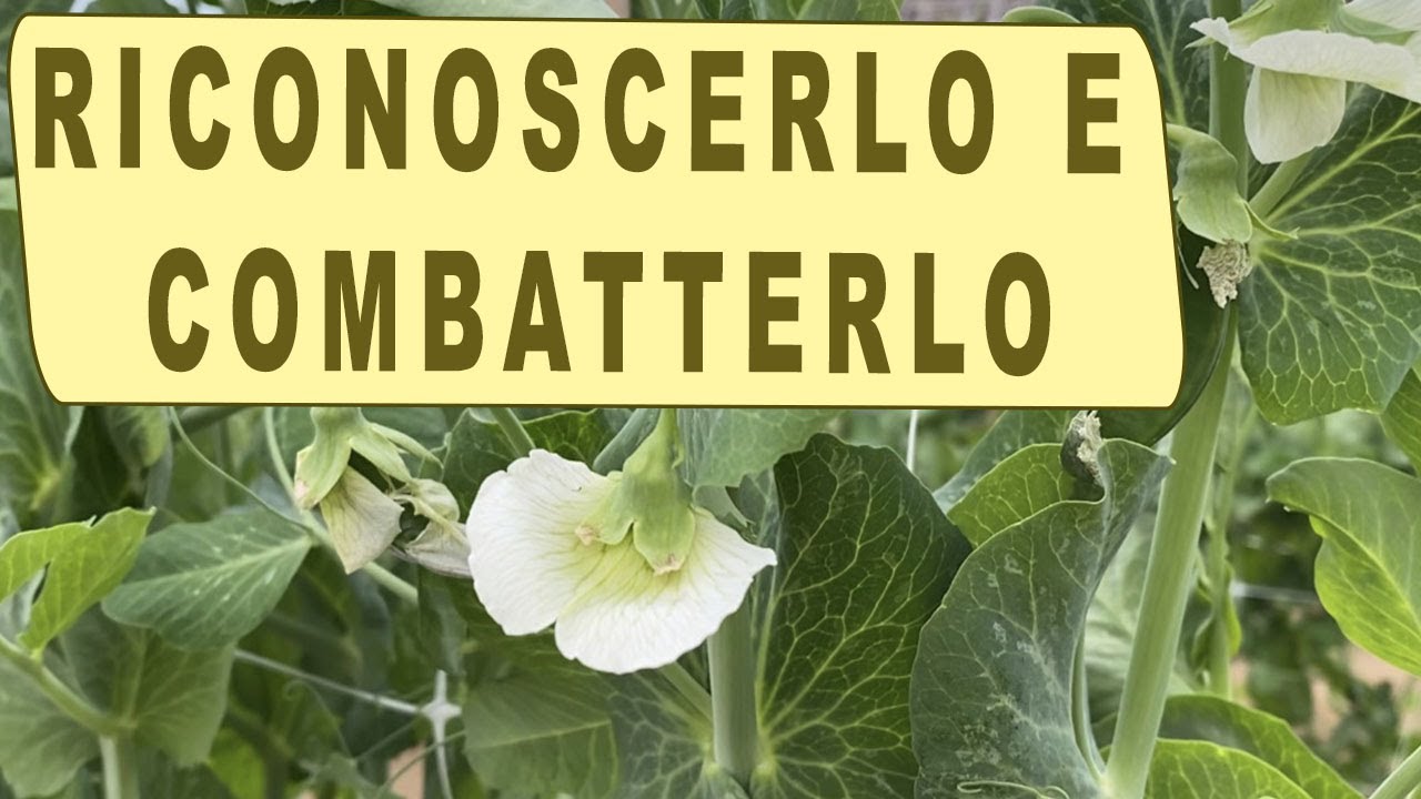 OIDIO o MAL BIANCO del PISELLO