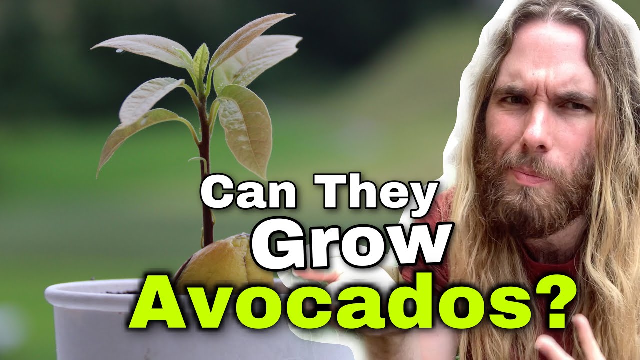 Will Home-Grown Avocado Trees Bear Fruit?