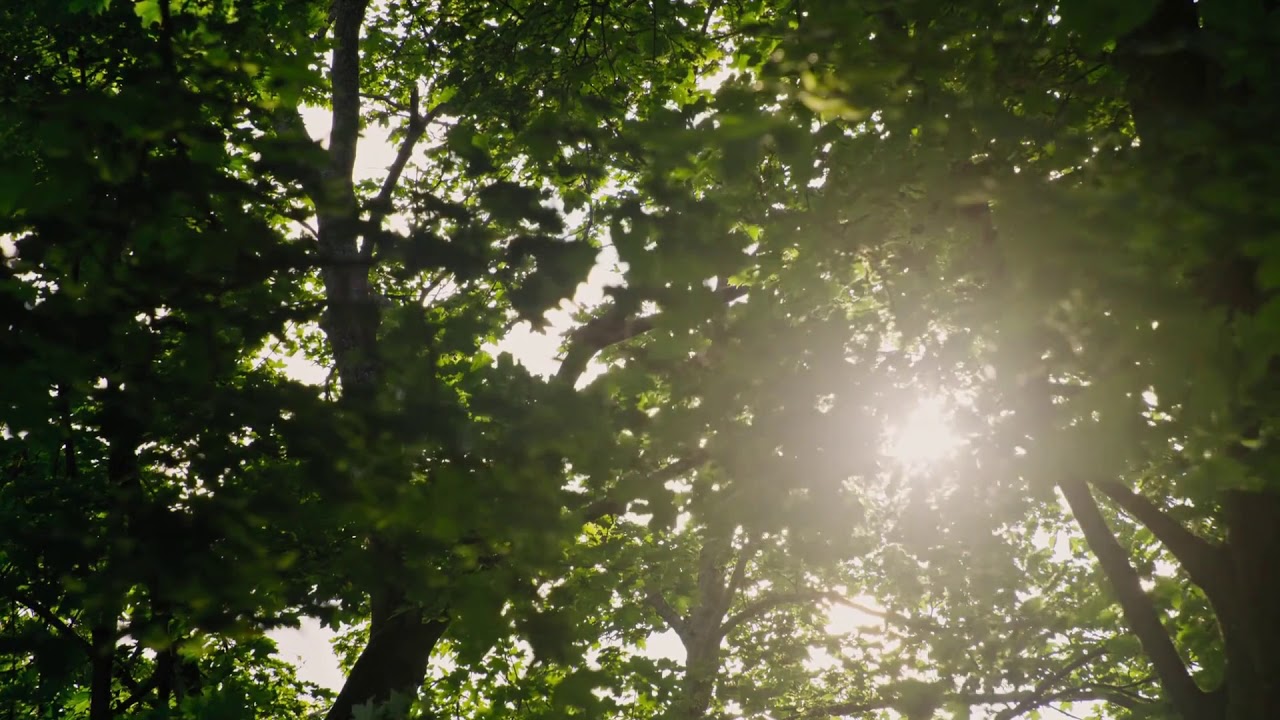 [10 Hours] Wind through Summer Trees - Video & Soundscape [1080HD] SlowTV