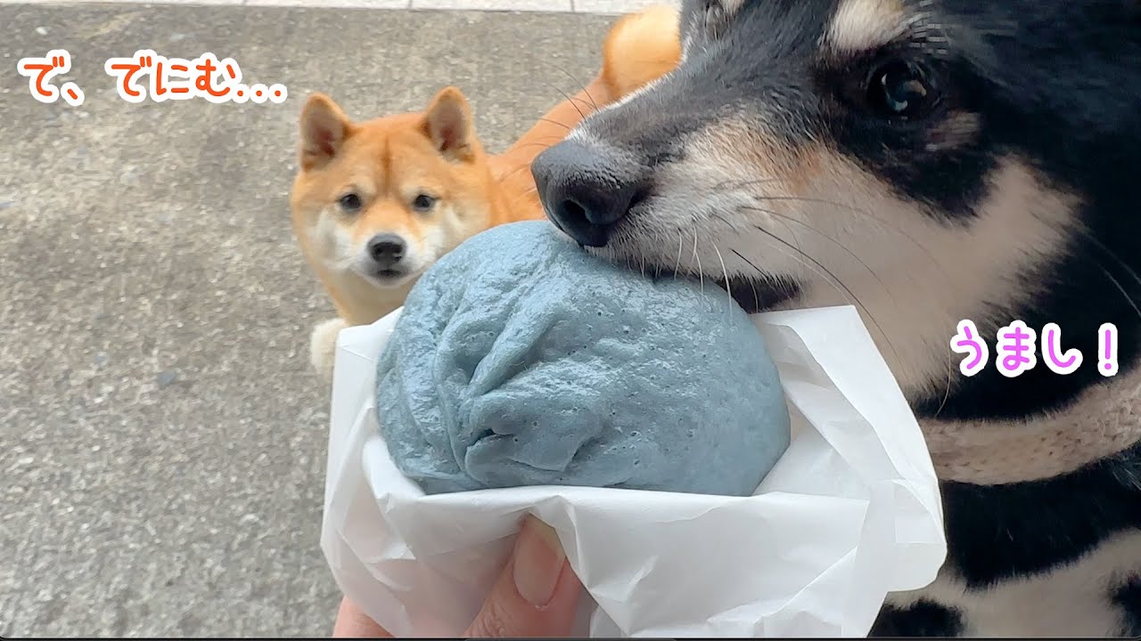 【愛犬と岡山旅行】初デニムまんにかぶりつく柴犬がかわいいww