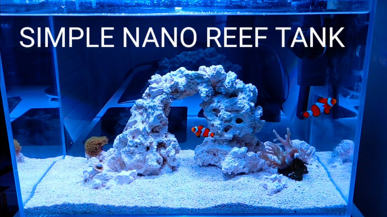 Simple NANO REEF Tank - No Skimmer, No Sump