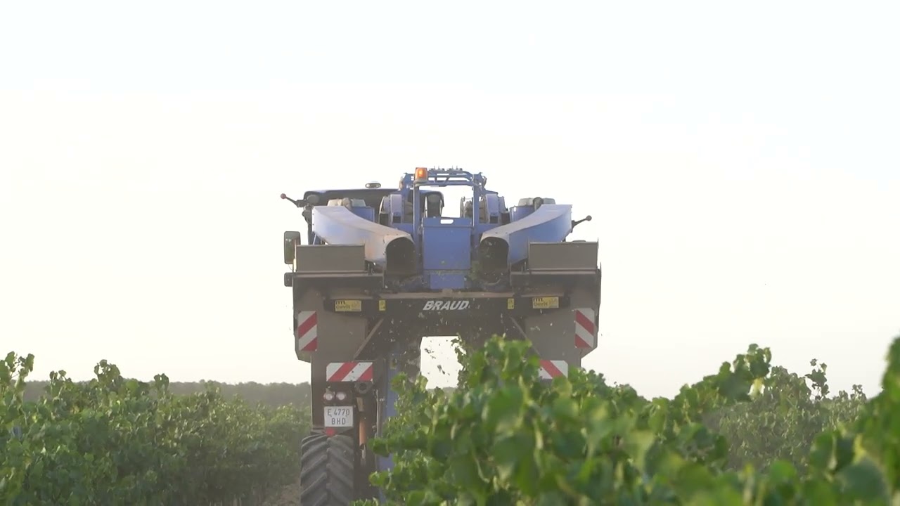Comienza la vendimia 2025 en DO La Mancha con las primeras variedades blancas 💚