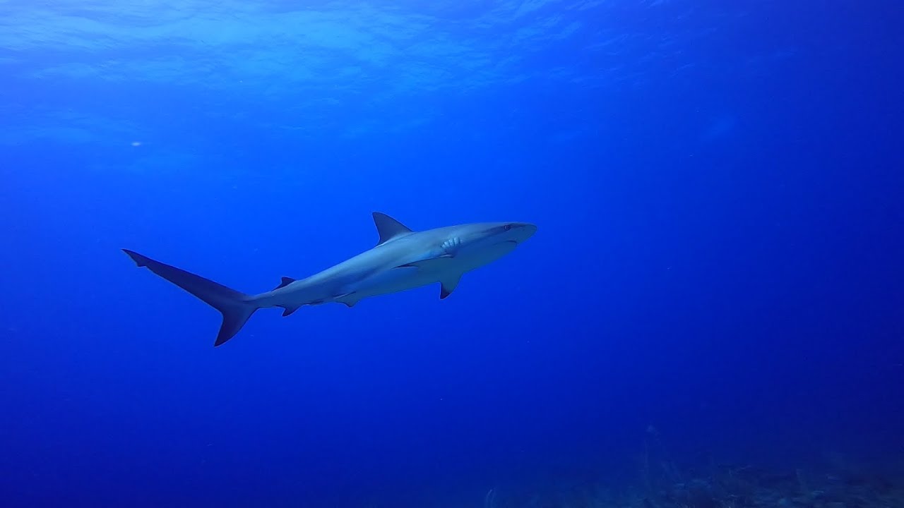 Ambergris Caye Belize, 24 May   2 June 2024