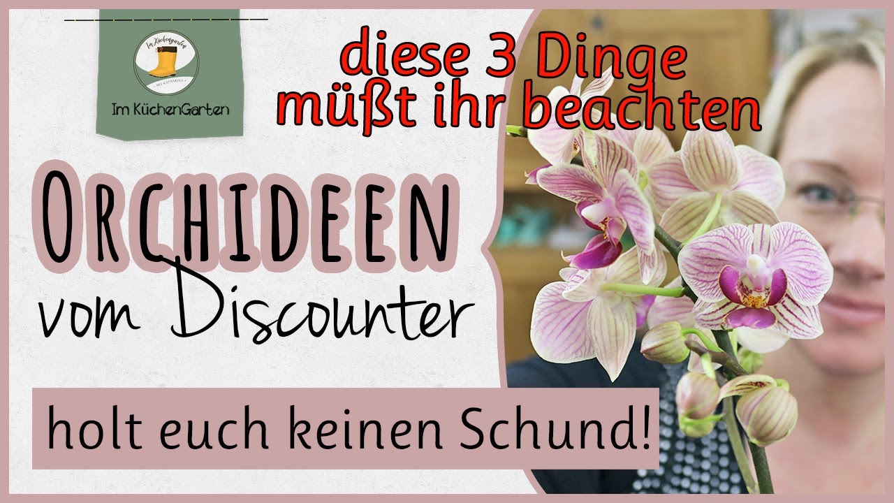 Diese 3 Dinge müßt ihr beachten beim 🌺 Orchideenkauf!