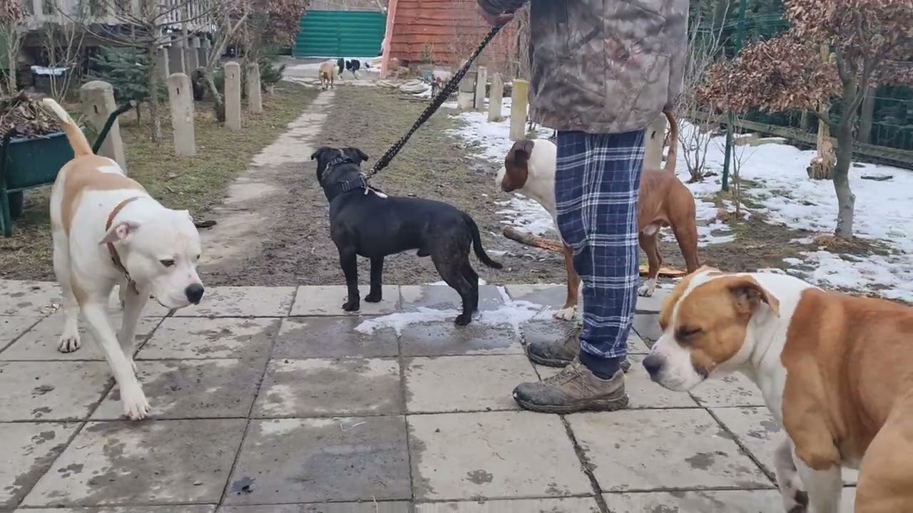 stafbulík, se kterým nebyla žádná práce - Rocky 😁