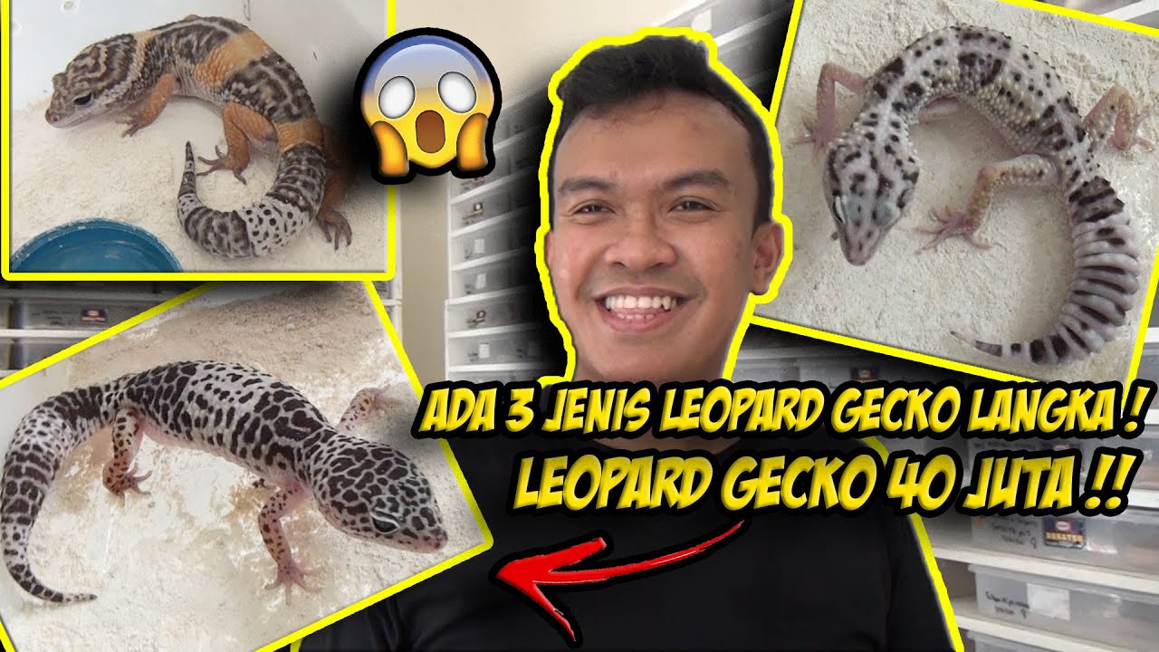 ADA LEOPARD GECKO 40 JUTA ! GREBEK REPTIL JAKARTA PART 2