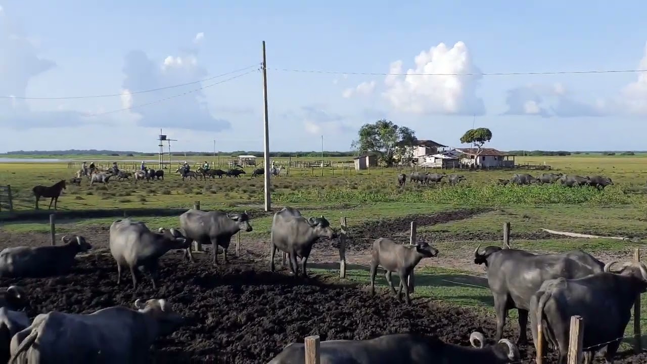 Mais uma parte do gado chegando na fazenda.