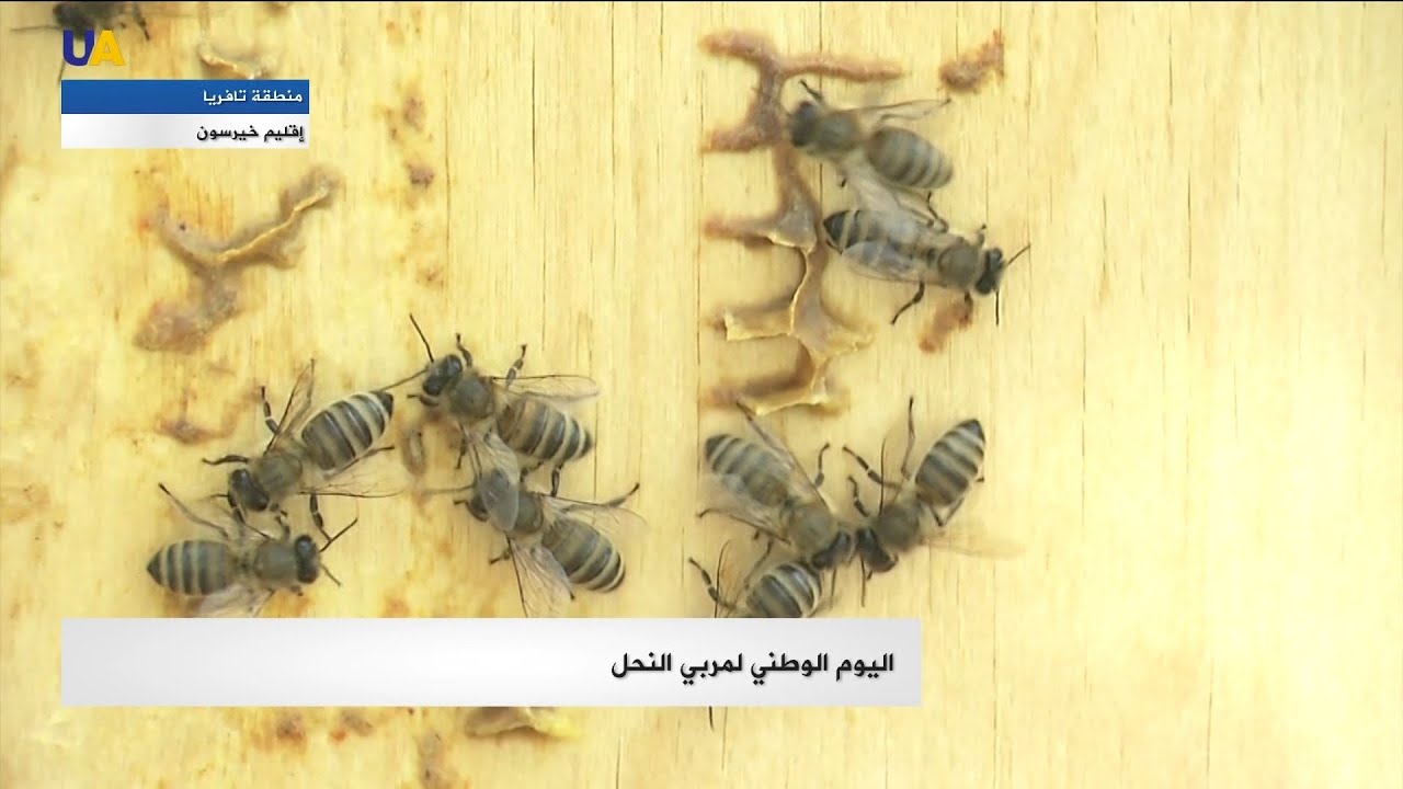 اليوم الوطني لمربي النحل في أوكرانيا.. تقرير خاص بطعم العسل.