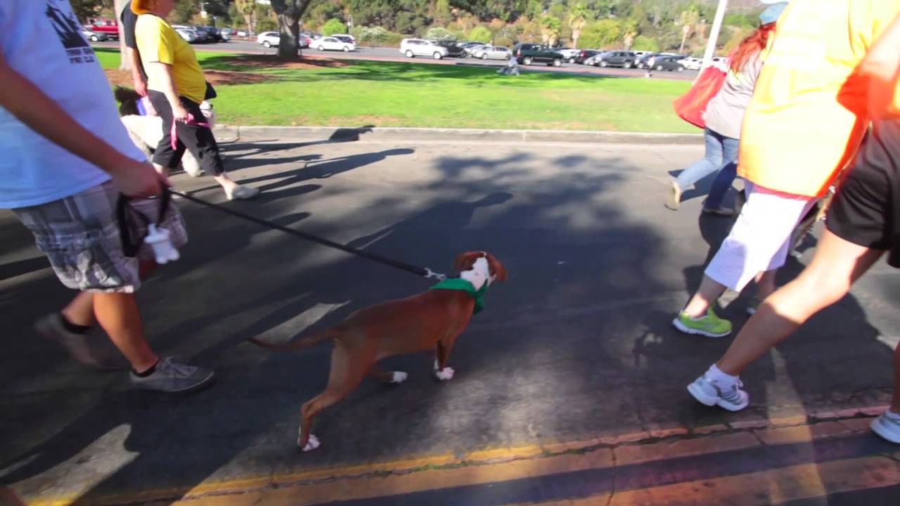Paws and Effect: The Benefits of Walking Your Dog