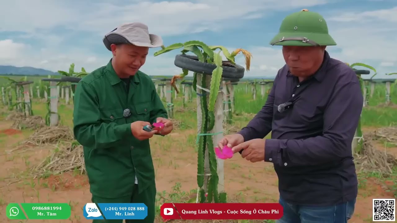 Thưởng Thức Những Quả  Thanh Long  Đầu Tiên