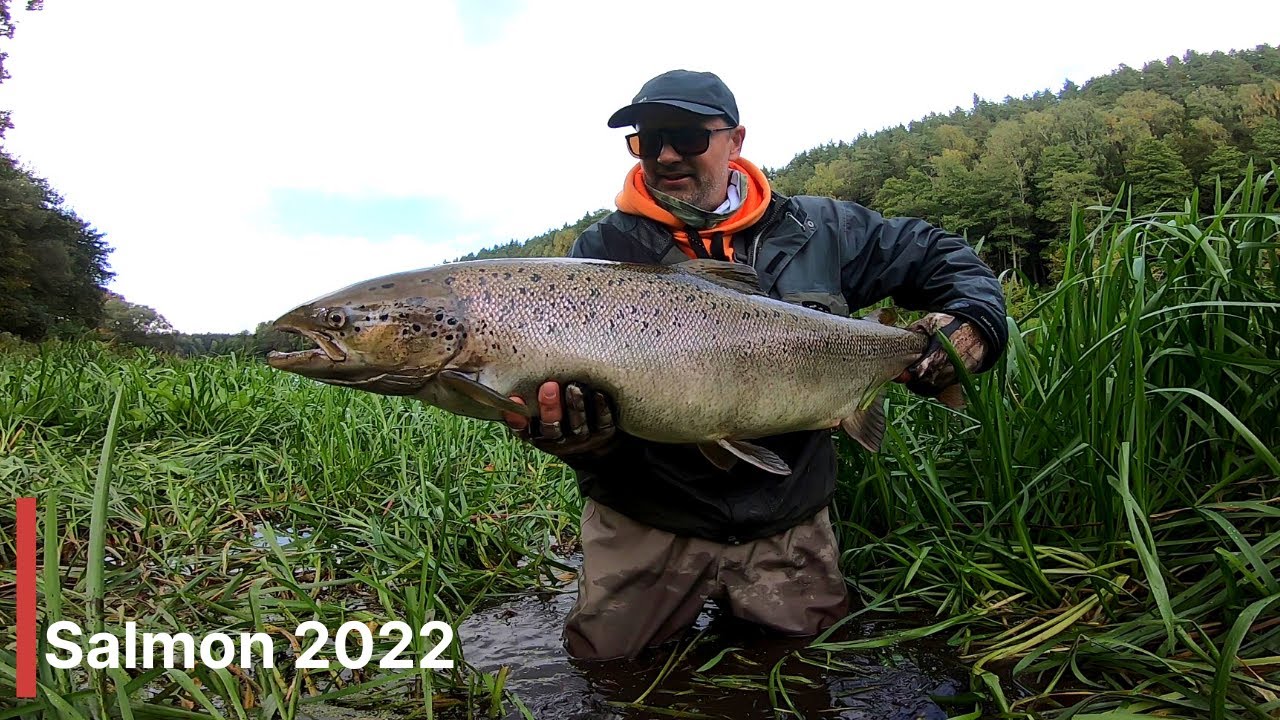 Paskui lašišas Neryje. Lašiša 2022 / Salmon fishing