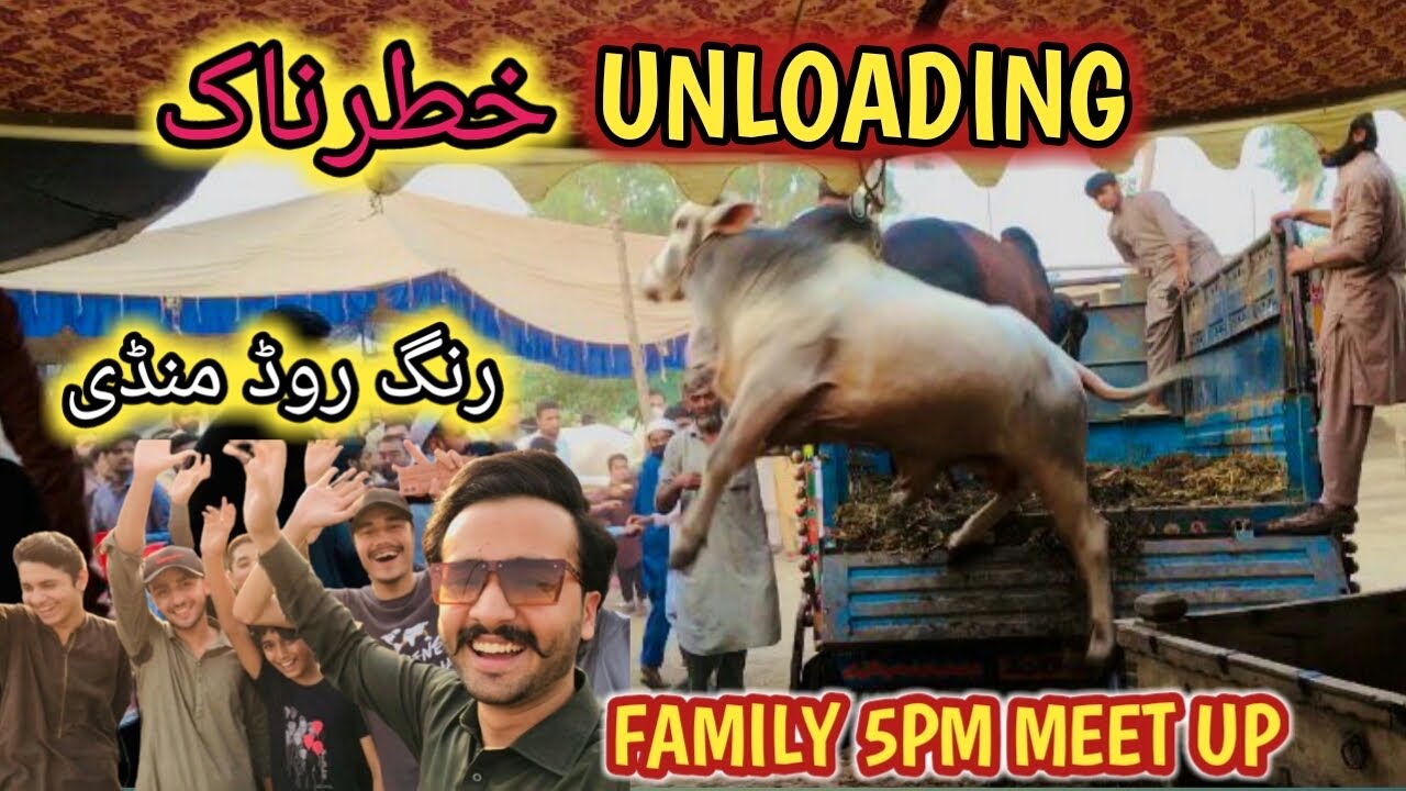 Dangerous Unloading Peshawar Ring Road Mandi Rates Updates Maweshi Bakra Eid 2024 Meet Up